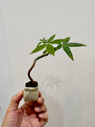 Money Bag Tree 钱袋树