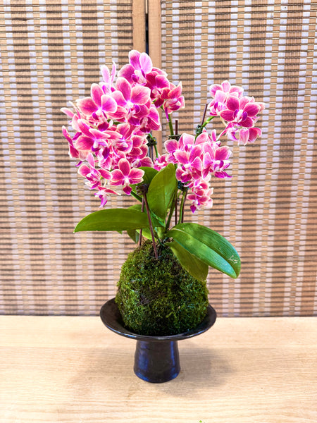 Orchid Legacies Kokedama Workshop : Crafting Singapore’s Living Heritage through Kokedama Art (Group Booking Only)