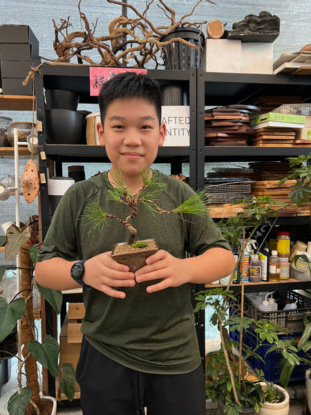 Chose your own date Shohin Bonsai (Shimpaku/Juniper/Black Pine) Workshop