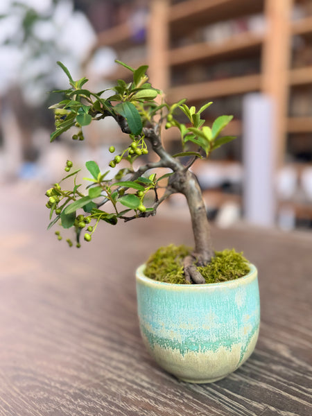 Pyracantha (Firethorn) Shohin Bonsai — 「诗情画意」 | you.clayart Edition (PYRASHO-YCA-SQ01/10)