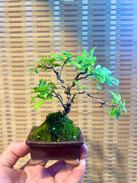 Mini Bonsai Appreciation Workshop (17th May 2024, Friday, 3.30pm-6pm)