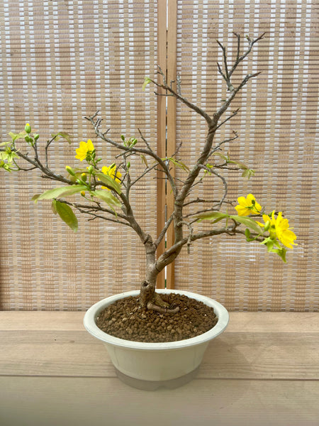 Mini Bonsai Appreciation Workshop (2nd Dec 2023, Saturday, 4.00pm-6.00pm)