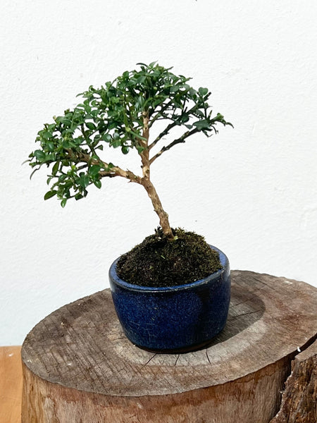 Mini Bonsai Appreciation Workshop @ Boutiques Singapore on 16th May 2026 @ (3pm - 5.30pm)