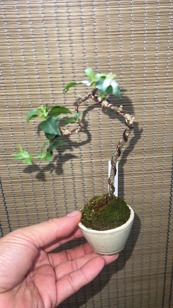 Mini Bonsai Appreciation Workshop (17th May 2024, Friday, 3.30pm-6pm)