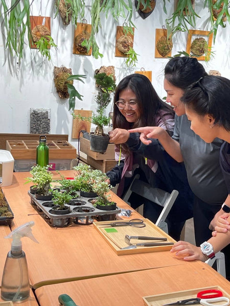 Chose your own date - Mini Bonsai Appreciation Workshop