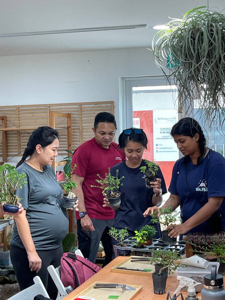 Chose your own date - Mini Bonsai Appreciation Workshop