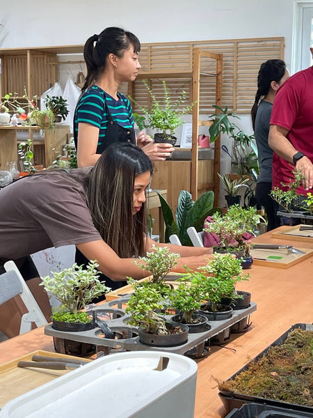 Mini Bonsai Appreciation Workshop (11 May 2025, Sunday, 3pm-5.30pm)