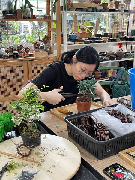 Mini Bonsai Appreciation Workshop (17th May 2024, Friday, 3.30pm-6pm)