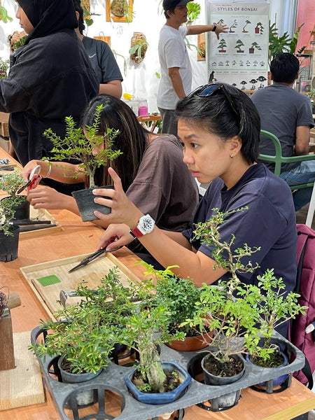 Chose your own date - Mini Bonsai Appreciation Workshop