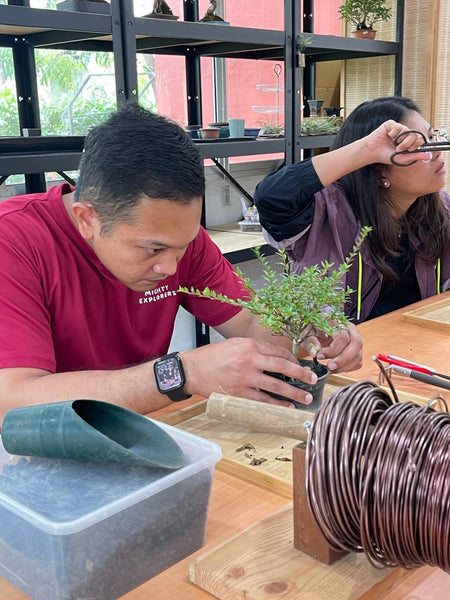 Chose your own date - Mini Bonsai Appreciation Workshop