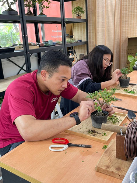 Mini Bonsai Appreciation Workshop (17th May 2024, Friday, 3.30pm-6pm)