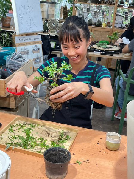 Mini Bonsai Appreciation Workshop (17th May 2024, Friday, 3.30pm-6pm)