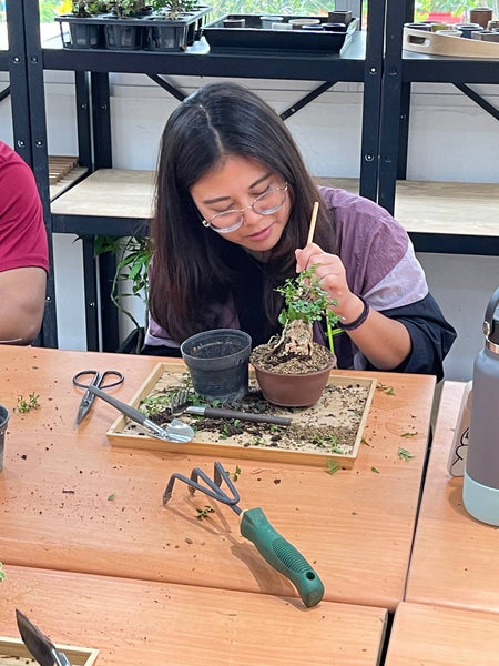 Mini Bonsai Appreciation Workshop (17th May 2024, Friday, 3.30pm-6pm)