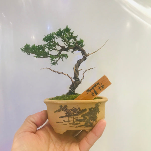 Mini Bonsai Appreciation Workshop (17th May 2024, Friday, 3.30pm-6pm)