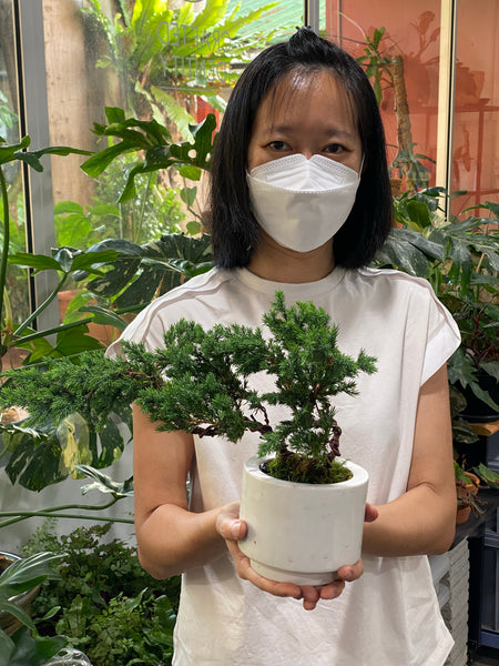 Chose your own date Shohin Bonsai (Shimpaku/Juniper/Black Pine) Workshop