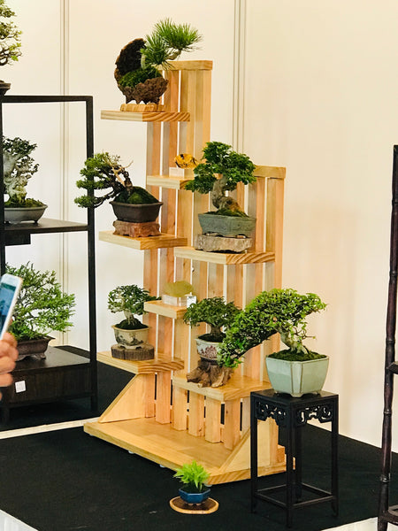 Chose your own date - Mini Bonsai Appreciation Workshop