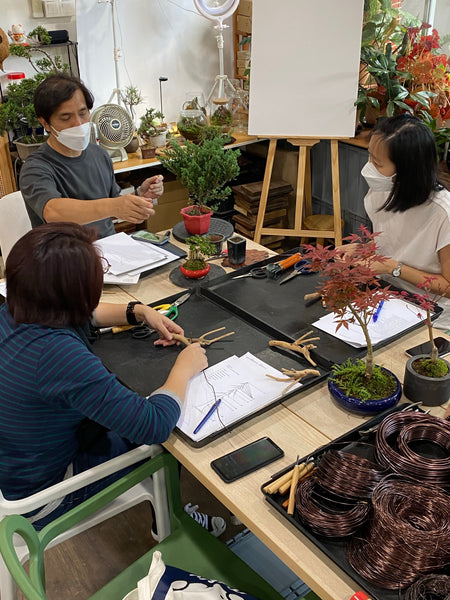 Chose your own date Shohin Bonsai (Shimpaku/Juniper/Black Pine) Workshop