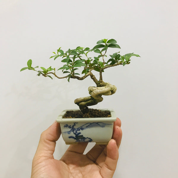 Chose your own date - Mini Bonsai Appreciation Workshop