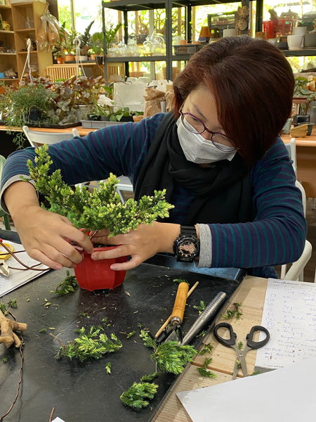 Chose your own date Shohin Bonsai (Shimpaku/Juniper/Black Pine) Workshop