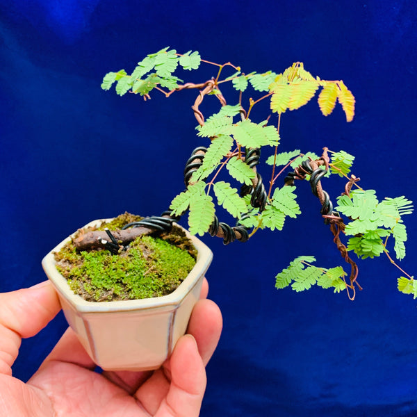 Mini Bonsai Appreciation Workshop (17th May 2024, Friday, 3.30pm-6pm)