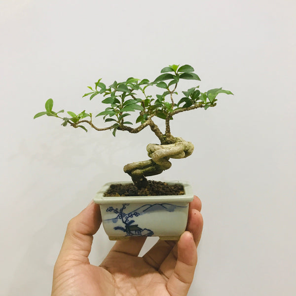 Mini Bonsai Appreciation Workshop (17th May 2024, Friday, 3.30pm-6pm)