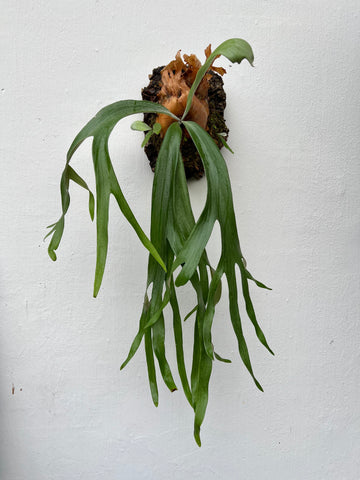 Platycerium willinckii spores