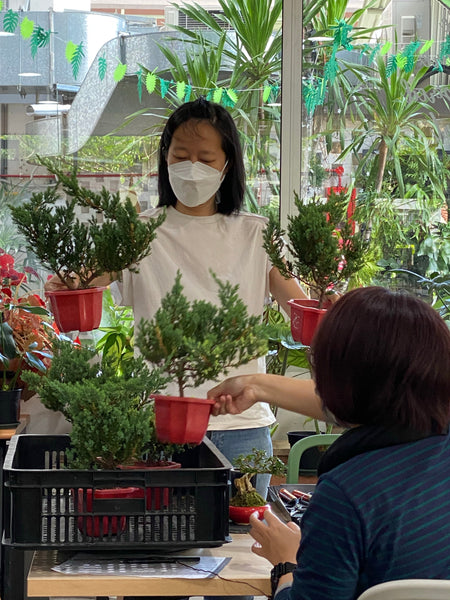 Chose your own date Shohin Bonsai (Shimpaku/Juniper/Black Pine) Workshop