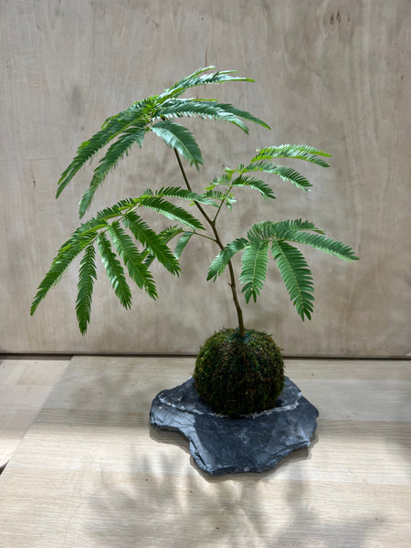 Signature Kokedama Workshop 13th September 2025 (Saturday 3pm-4.45pm)