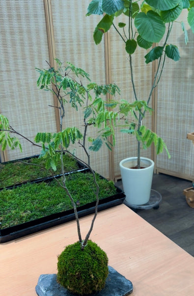 Signature Kokedama Workshop 13th September 2025 (Saturday 3pm-4.45pm)