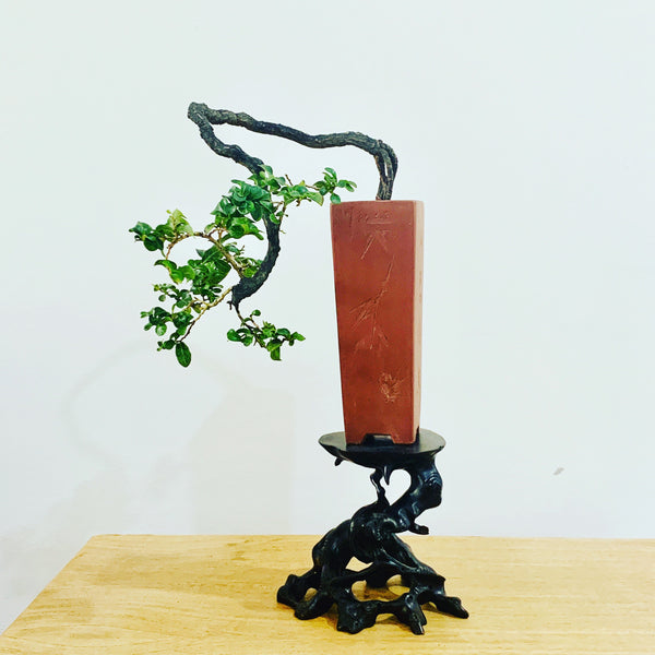 Mini Bonsai Appreciation Workshop (17th May 2024, Friday, 3.30pm-6pm)