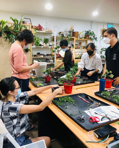 Chose your own date Shohin Bonsai (Shimpaku/Juniper/Black Pine) Workshop