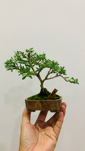 Mini Bonsai Appreciation Workshop (17th May 2024, Friday, 3.30pm-6pm)