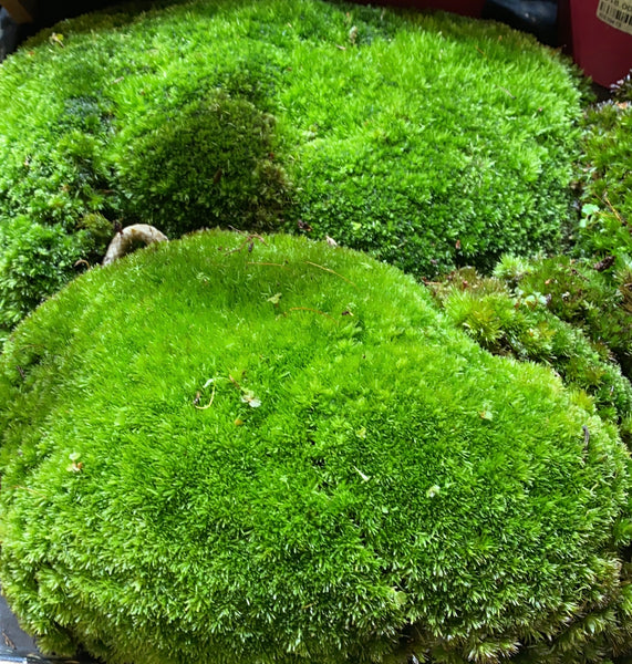 Holland Moss