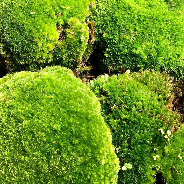 Holland Moss