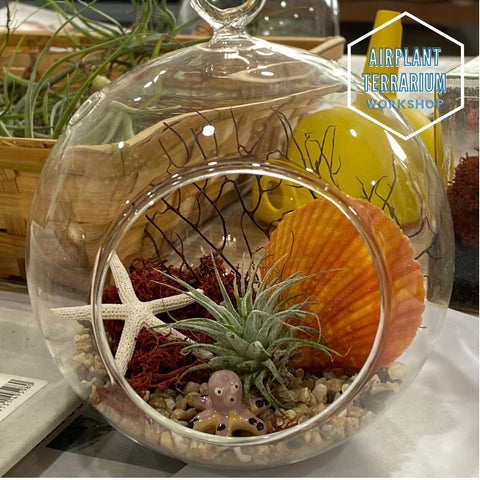Airplant Terrarium Party Workshop (Group Only)
