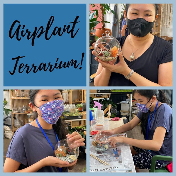 Kiddos Airplant Terrarium Workshop
