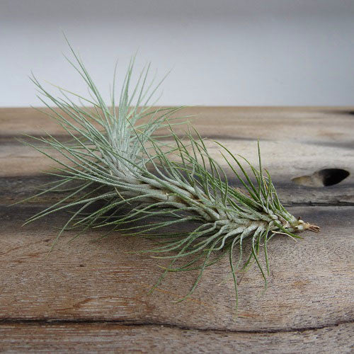 Tillandsia Funckiana