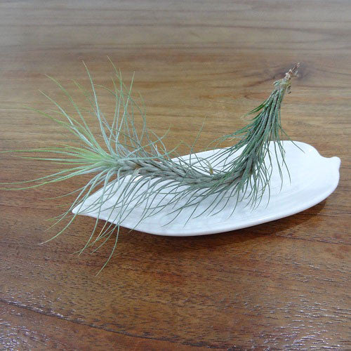 Tillandsia Funckiana