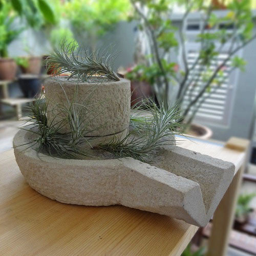 Tillandsia Funckiana