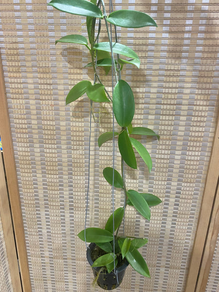 Hoya pubicorolla