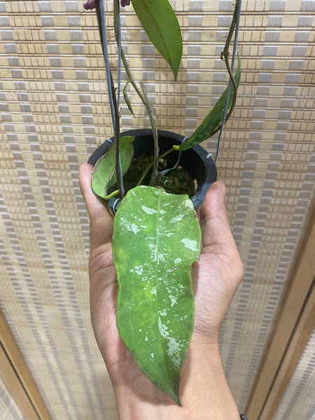 Hoya fauziana ssp angulata