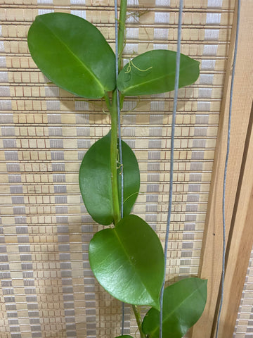 Hoya KB03