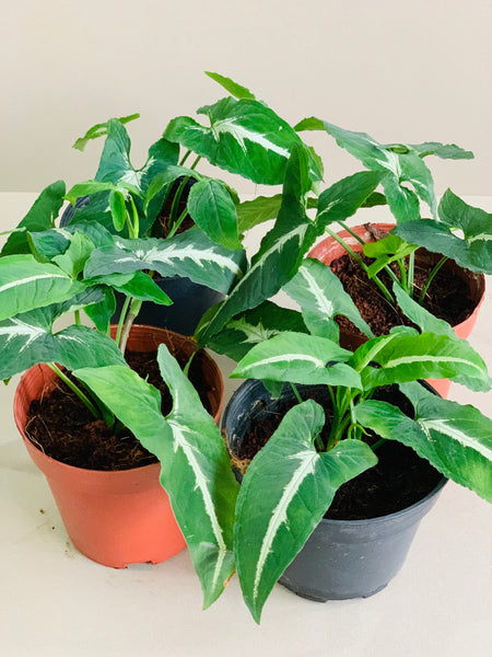 Syngonium wendlandii