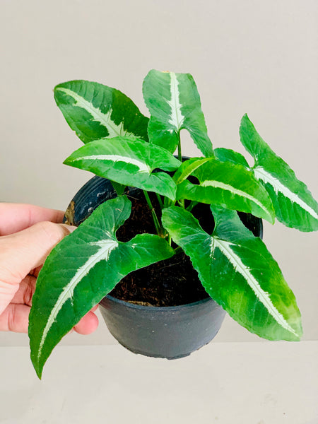 Syngonium wendlandii