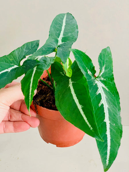 Syngonium wendlandii