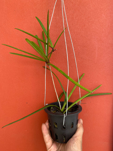 Hoya insularis
