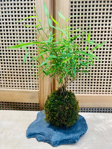 Mini Bamboo Grass Kokedama on Seiryu Rock Slab