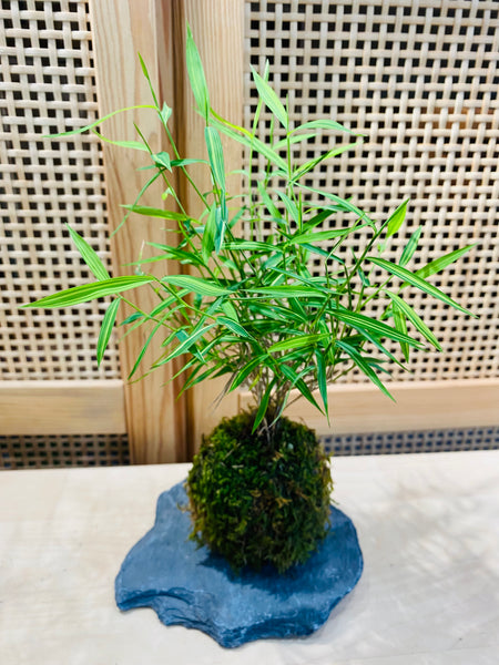 Mini Bamboo Grass Kokedama on Seiryu Rock Slab