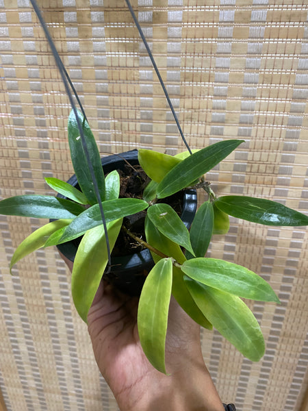 Hoya blashernaezii yellow (s)