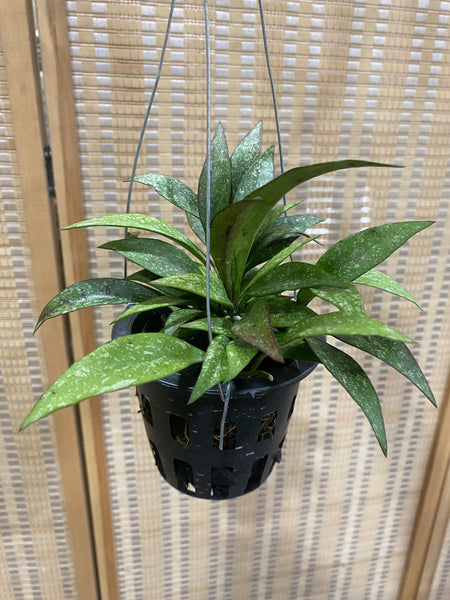 Hoya parviflora (s)
